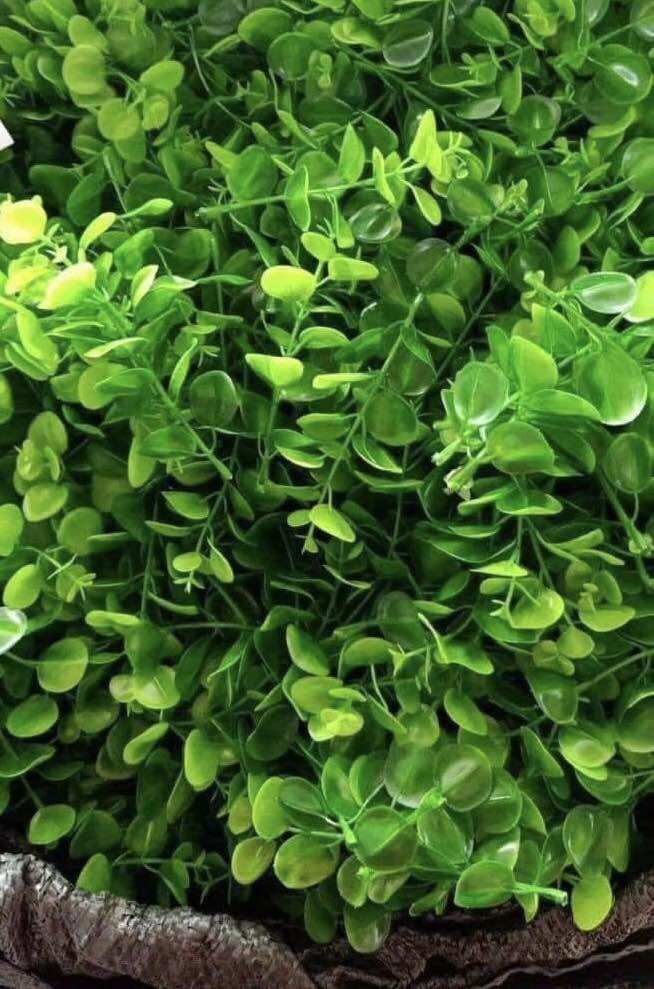100g cỏ điểm tai chuột