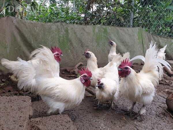 10 TRỨNG GÀ ÁC ẤP NỞ