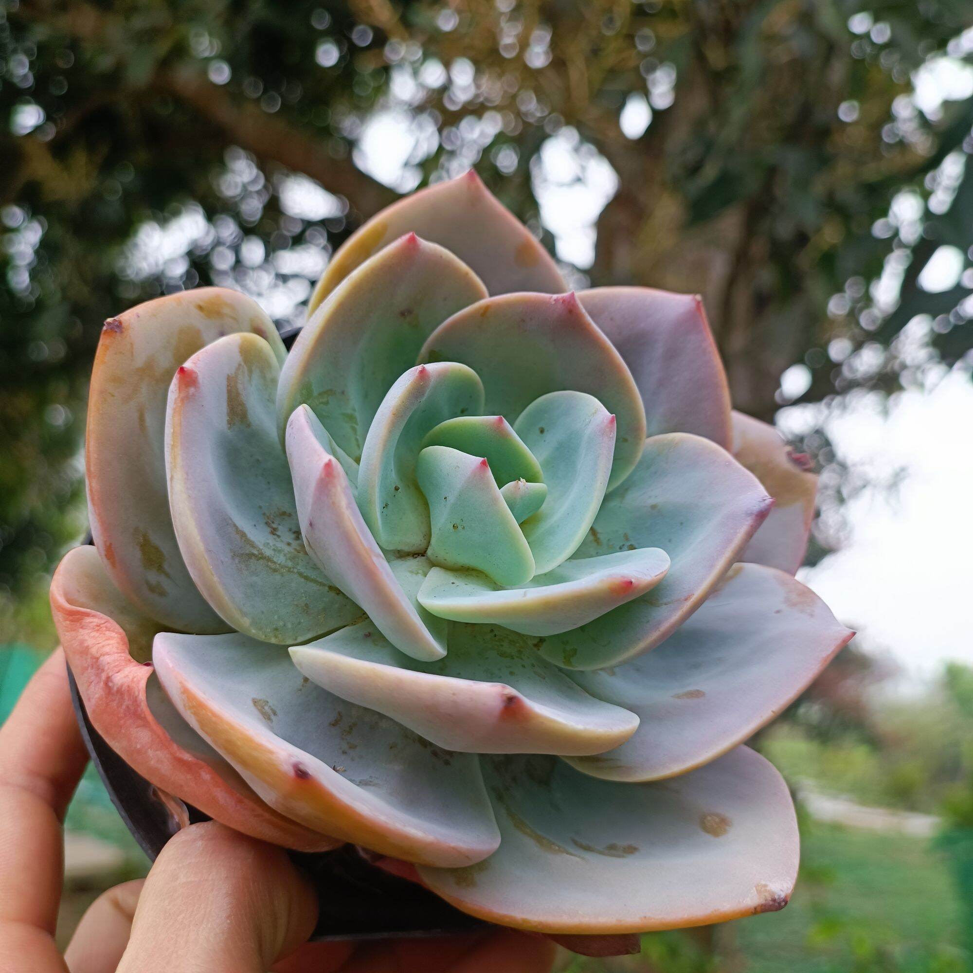 Sale khủng - Sen Đá Bèo Nhật 12_13 cm