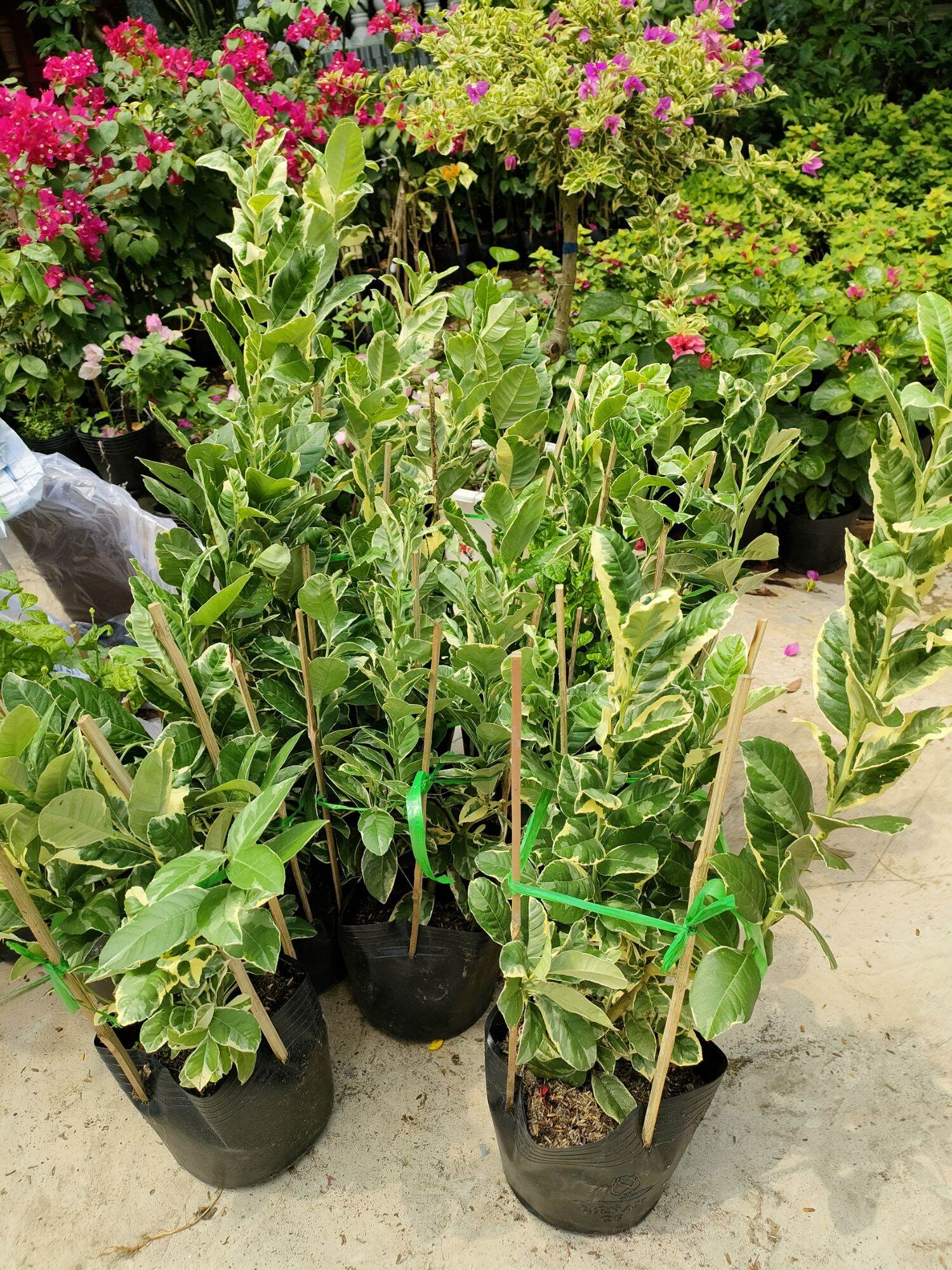 Cây chanh lá cẩm thạch