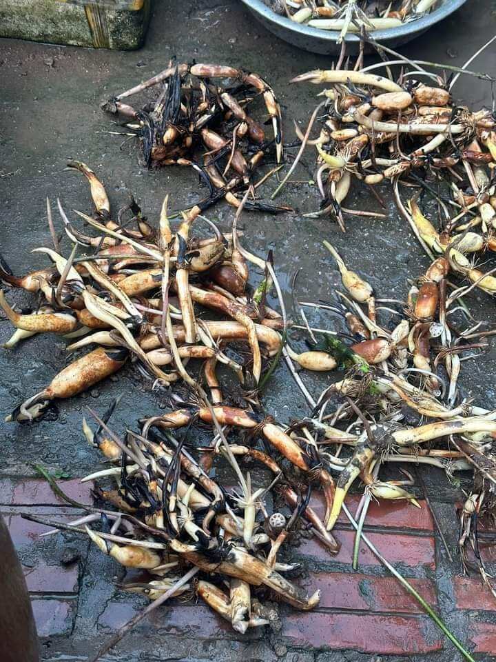 củ sen hồng cánh kép