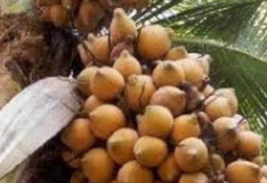 Dừa éo nâu