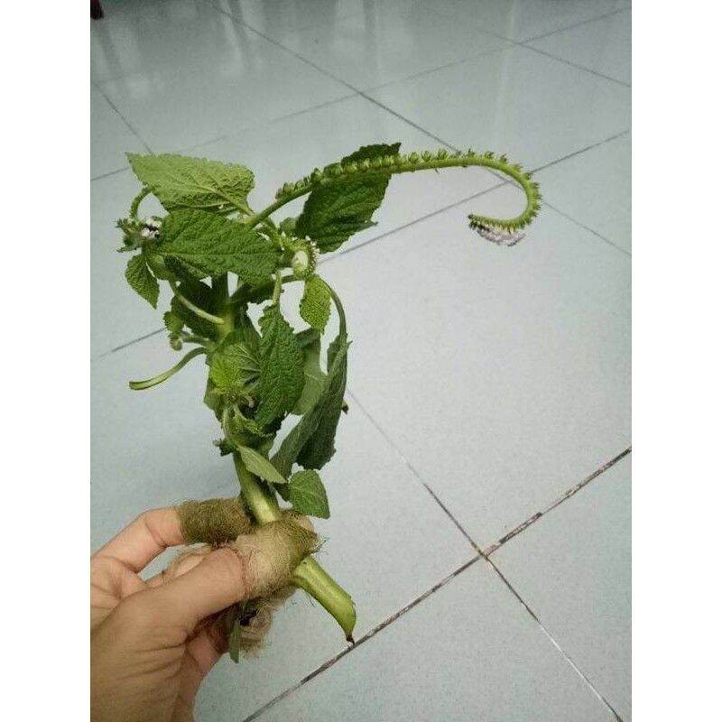 1kg cỏ vòi voi khô