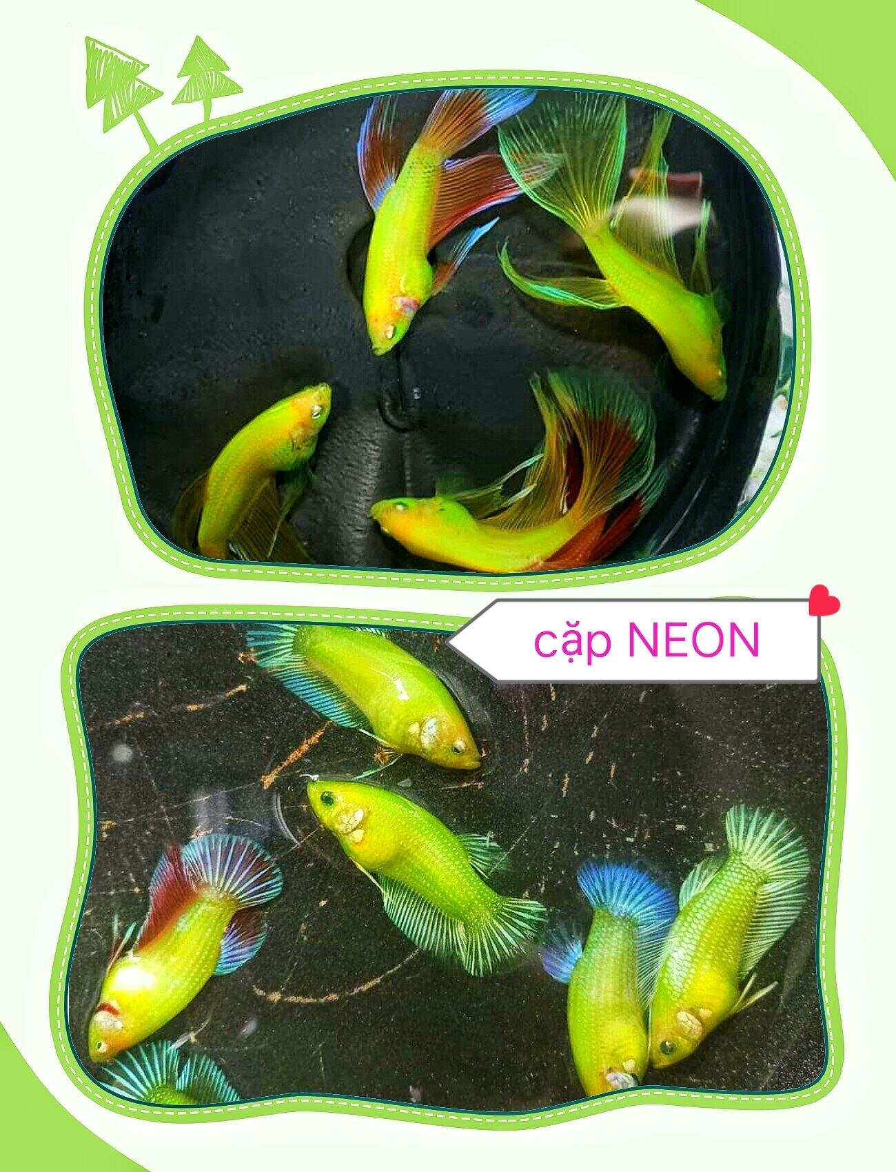( cá betta) combo 10 betta samurai red siêu đẹp