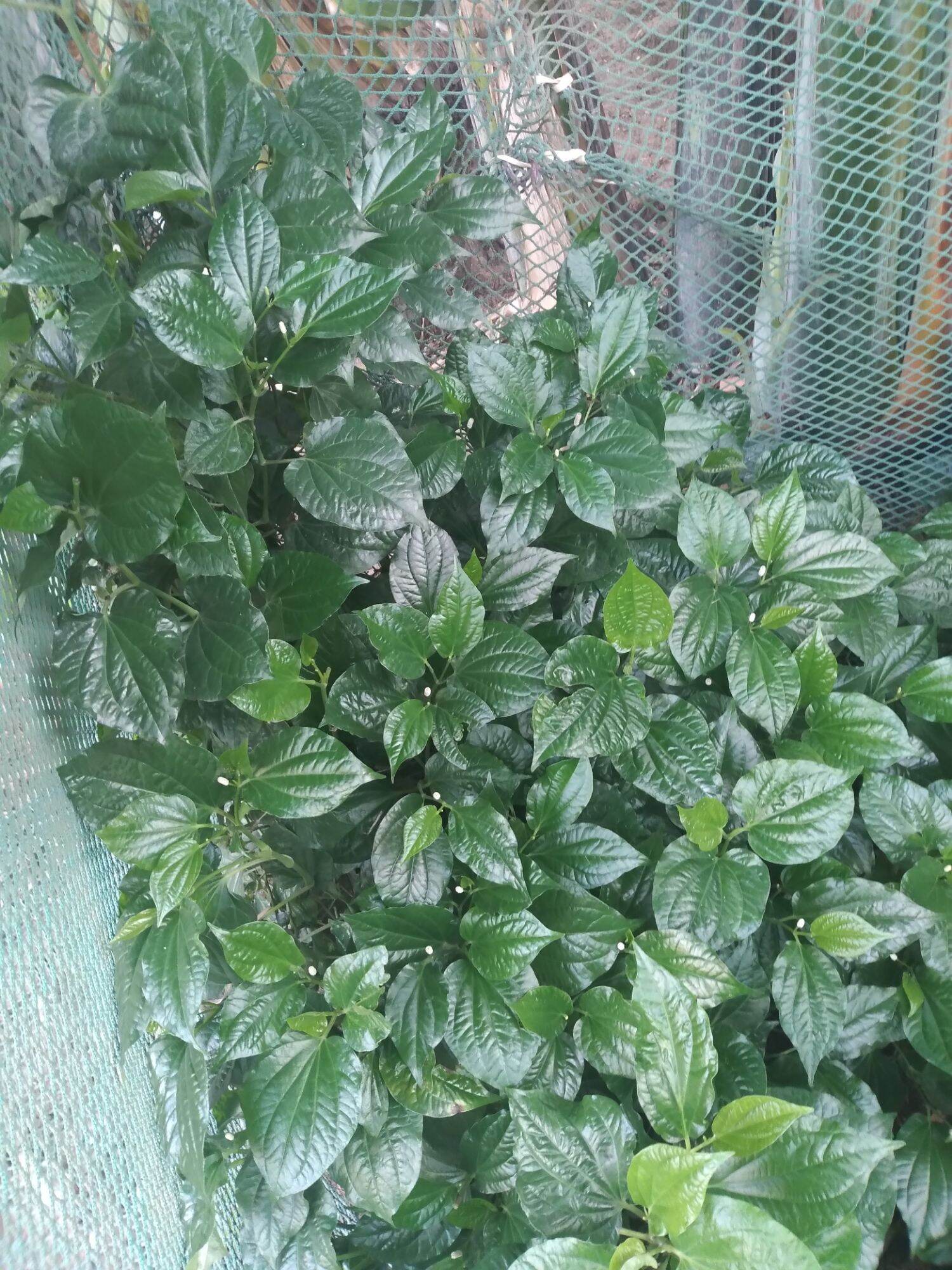LÁ LỐT TƯƠI 100 GRAM