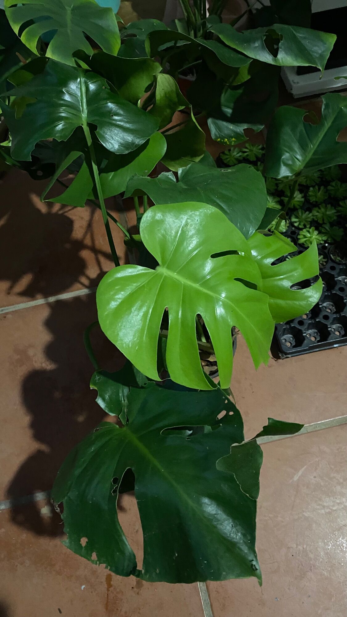 Cây Trầu Bà Lá Xẻ 45-60cm ảnh thật