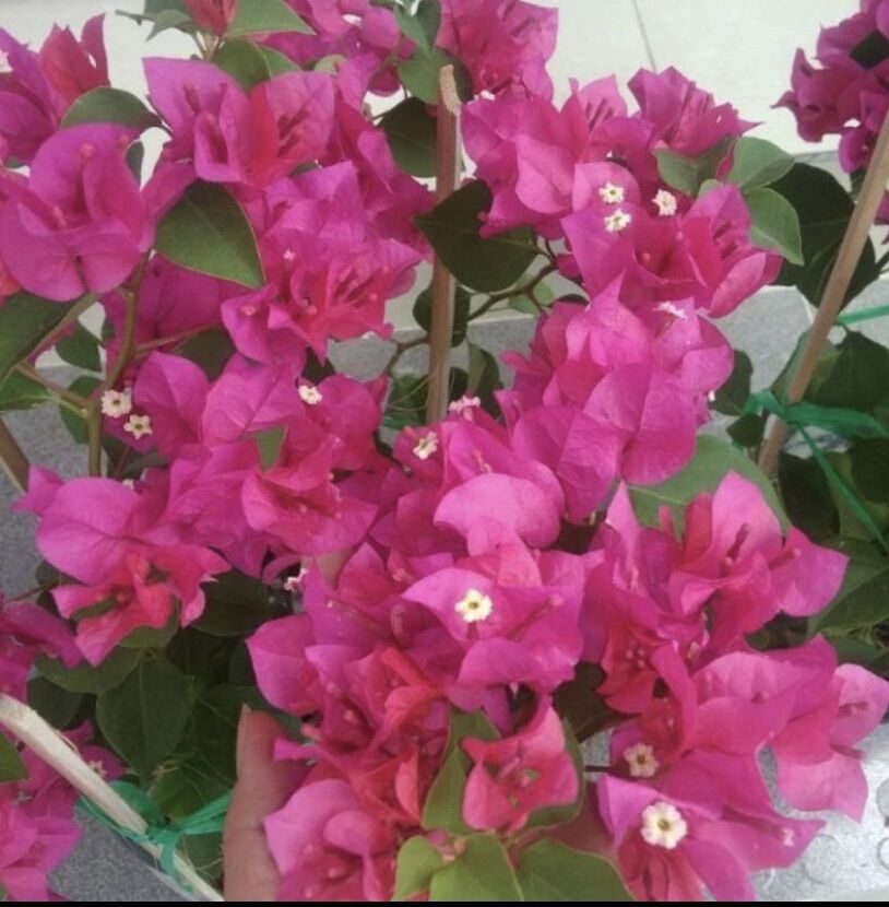 Cây hoa giấy giống ( cây giống )đỏ , cam ,hồng