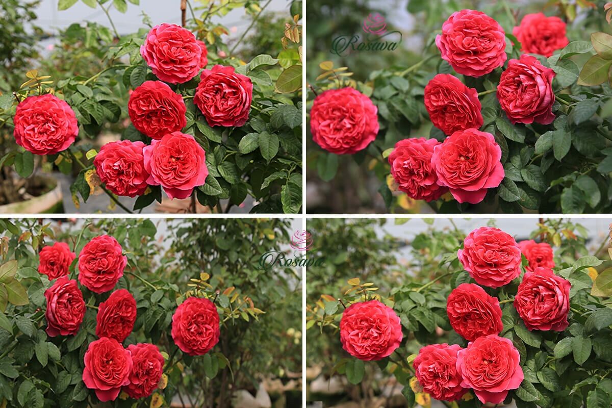 Hoa hồng Kate Rose - hoa thơm, hồng leo