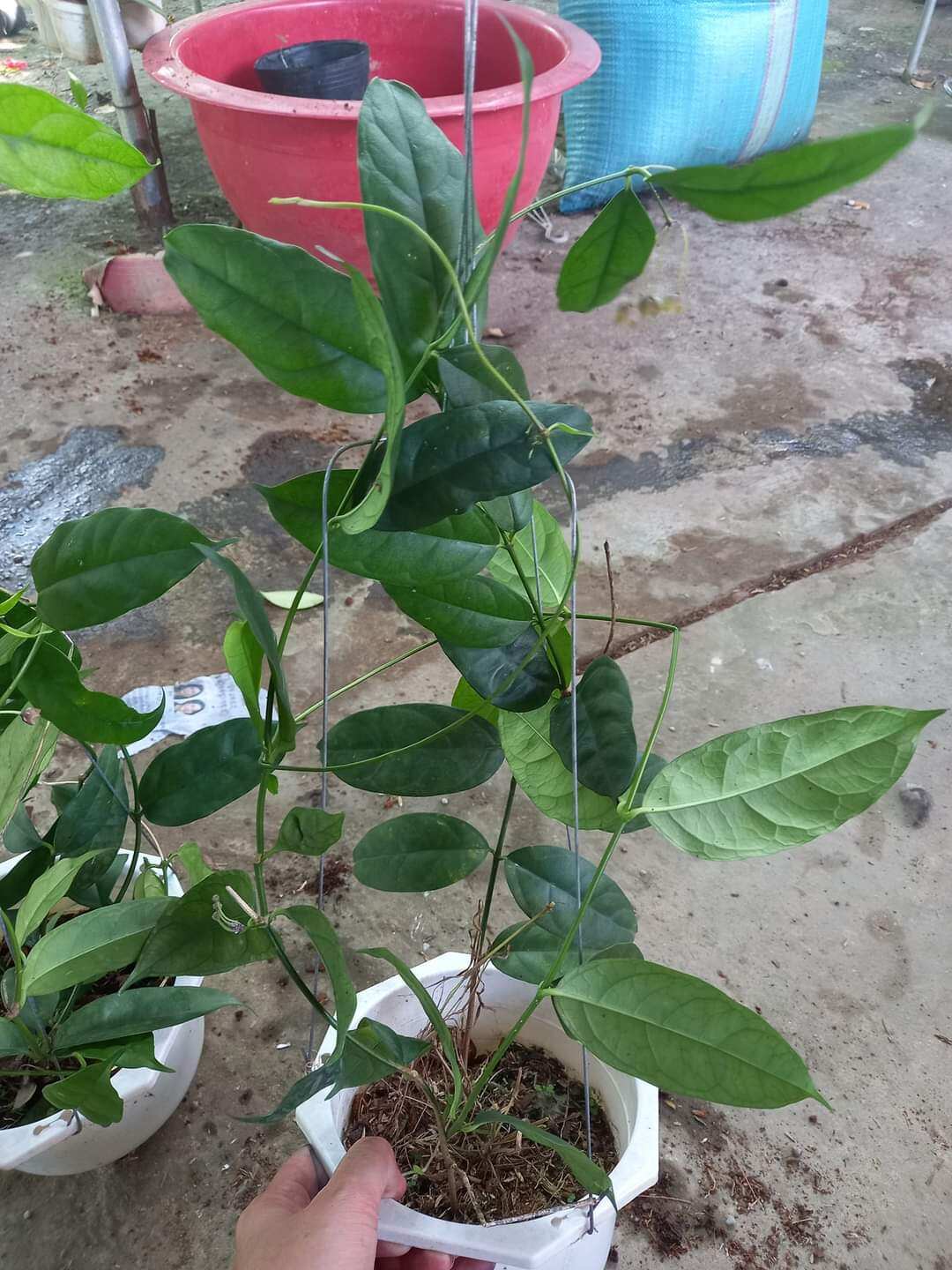 Cẩm cù chén trắng hoa to thơm
