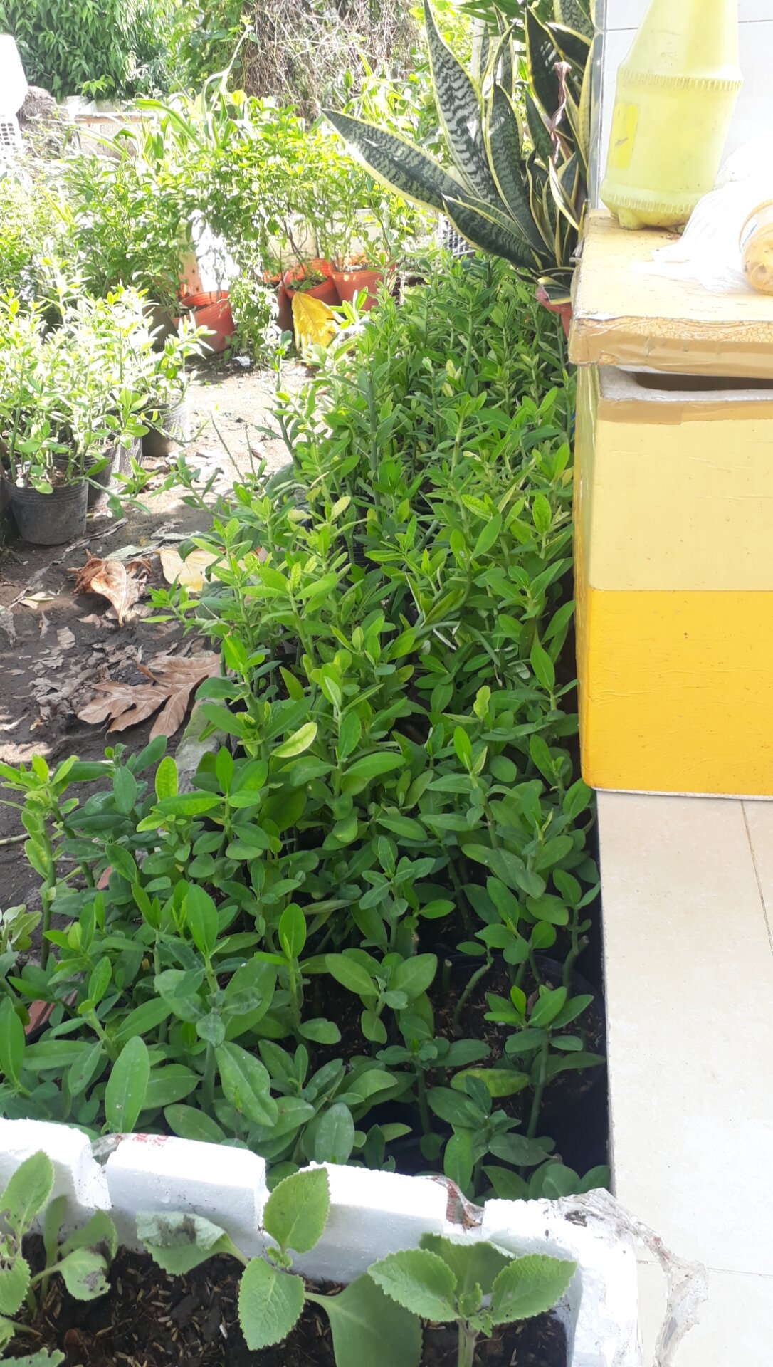 combo 6 cây thạch anh giống