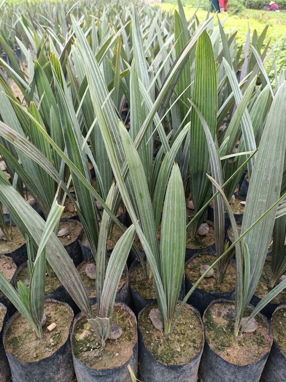 Kè bạc 50cm