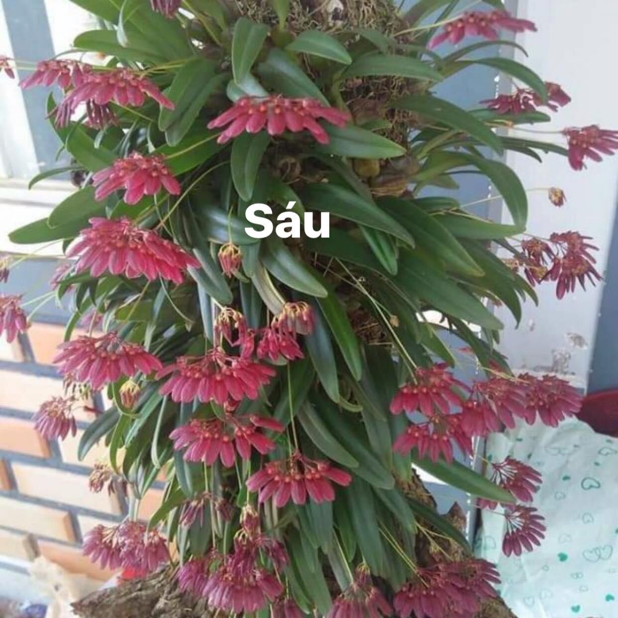 Hoa lan lọng xoè (bó 20 thân đủ màu) Hoa TếT