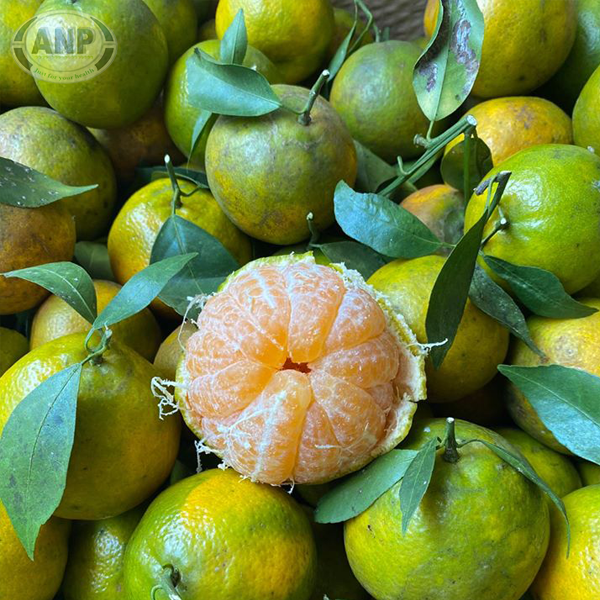 Cây giống Quýt đường, quýt ngọt