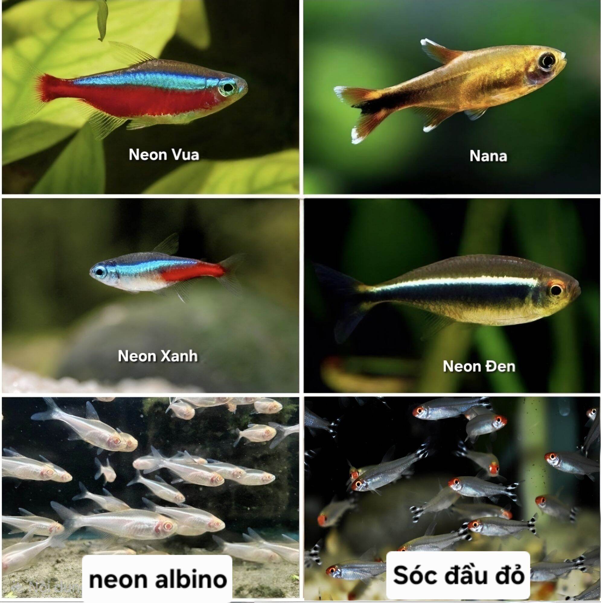 55k/10 bé neon vua - sóc đầu đỏ - neon xanh - neon albino - neon đen - neon nana