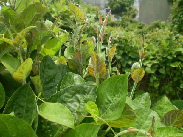 lá mơ tươi(lông tím)1kg