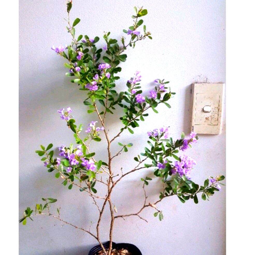 Cây linh sam hoa tím, siêu bông, lặp hoa nhanh, dễ trồng, ít sâu bệnh,