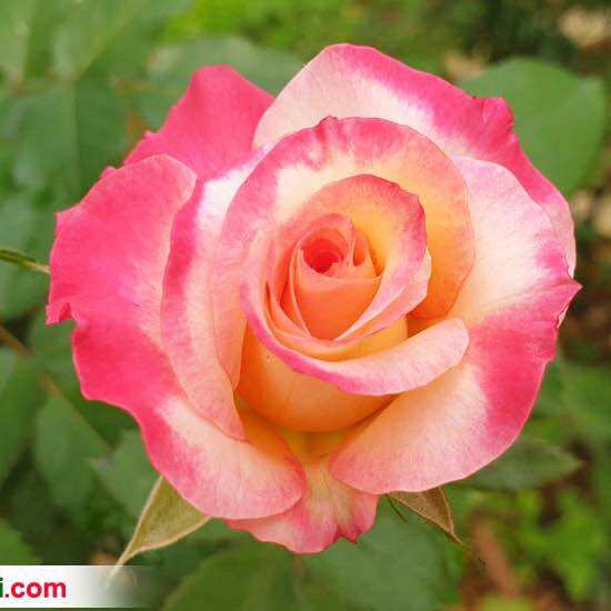 Hoa hồng bụi sếu đỏ - hoa thơm