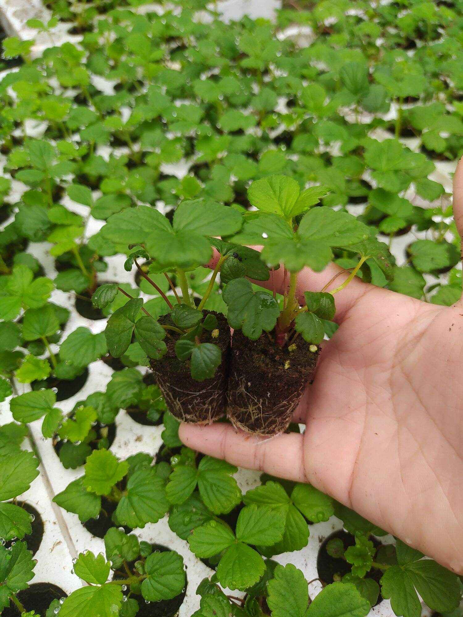 Combo 10 cây dâu cấy mô úc