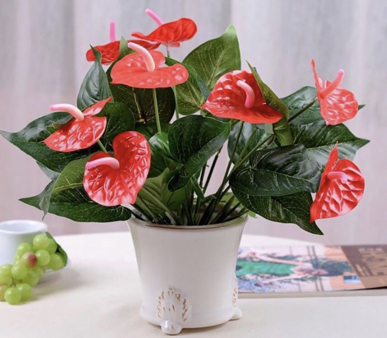 Cây hồng môn để bàn trồng thuỷ sinh được