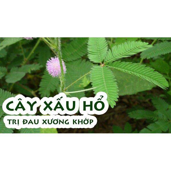 Cây Xấu hổ khô (cây mắc cỡ)1kg