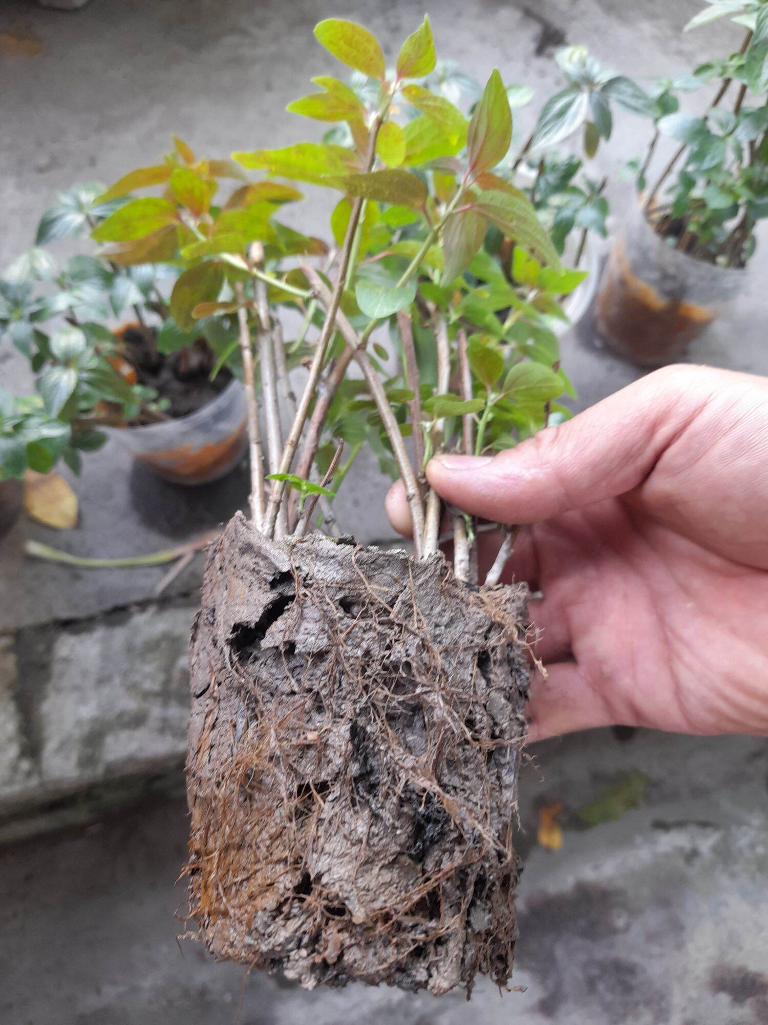 cây thuốc dòi (bọ mắm). bầu 8- 10 cây
