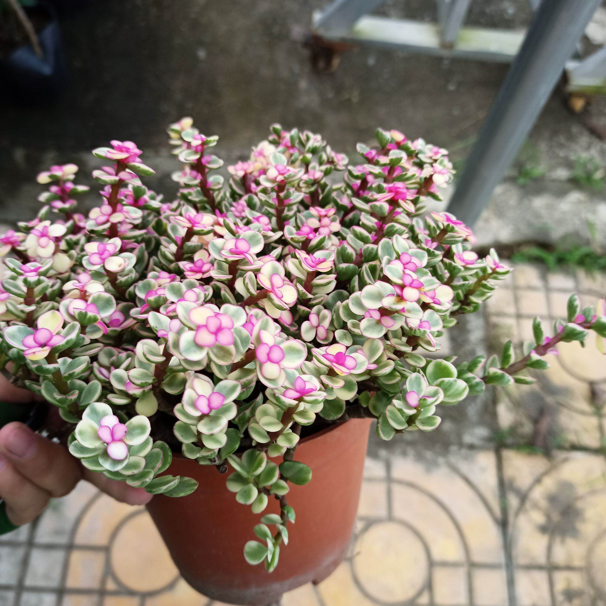 Chậu cây sen đá đô la hồng cẩm thạch bụi lớn - Summer Garden