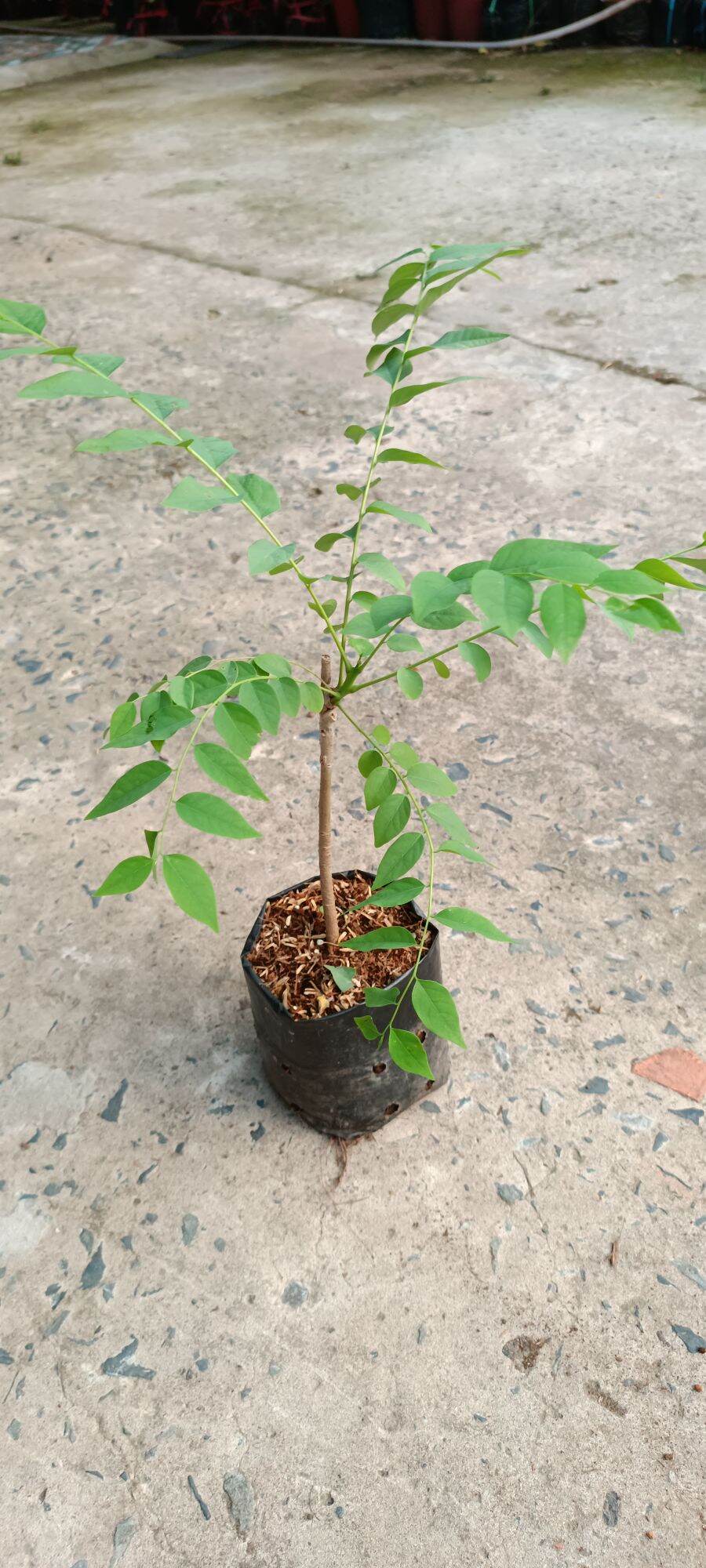 CÂY GIỐNG CHÙM RUỘT NGỌT