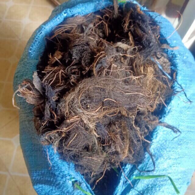 Rễ bèo tây sấy khô lục bình