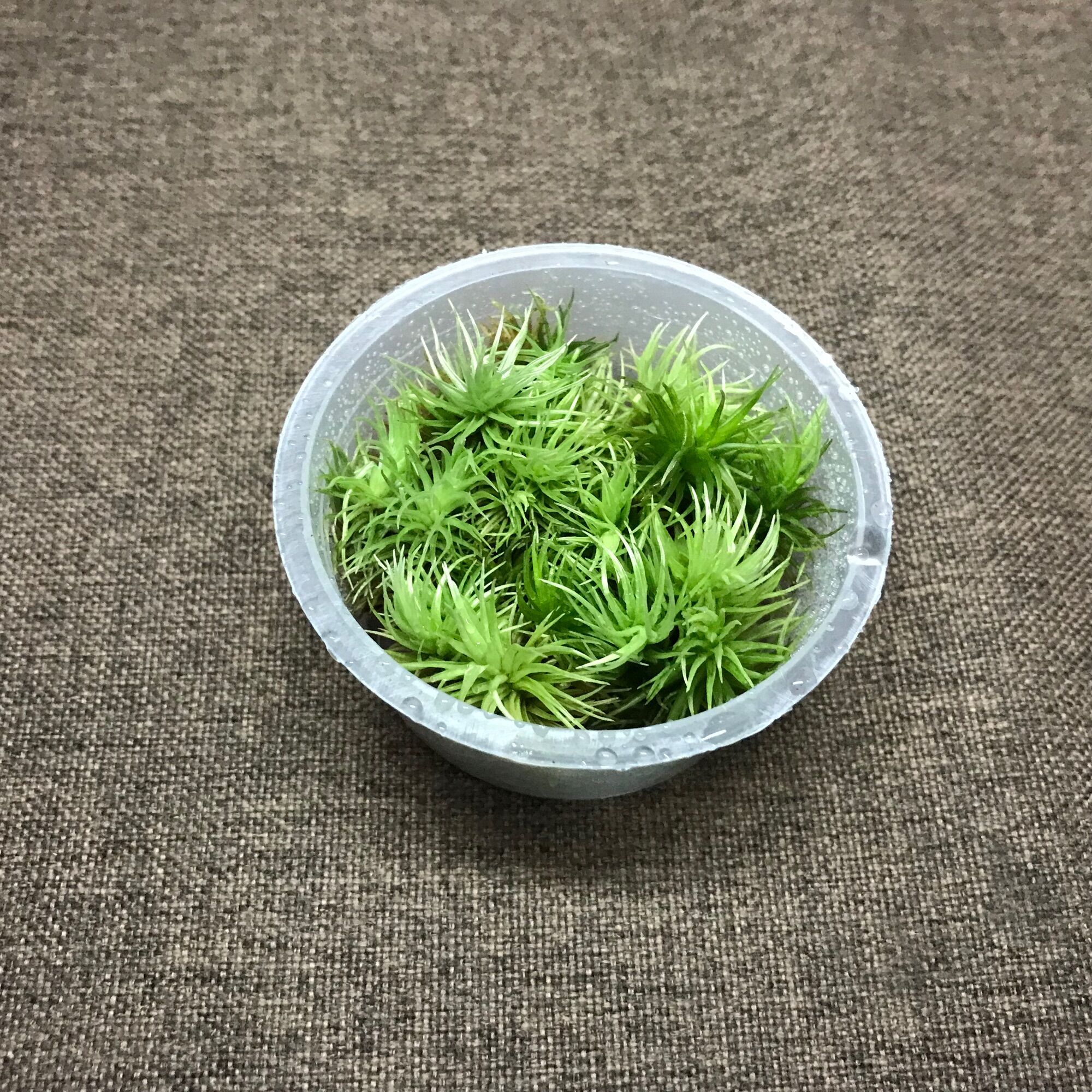 Hộp rêu Giganteum size 6,8 x 3cm