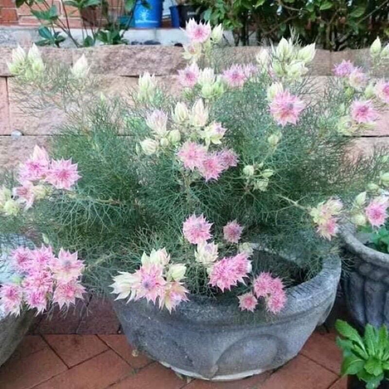 CHUẨN HOA 🌹 TẾT 🌸Hạt giống hoa má hồng (tặng kèm phân bón)