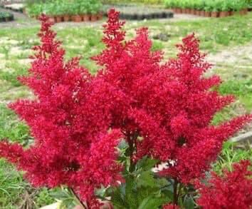 Cây giống hoa lạc Tân phụ