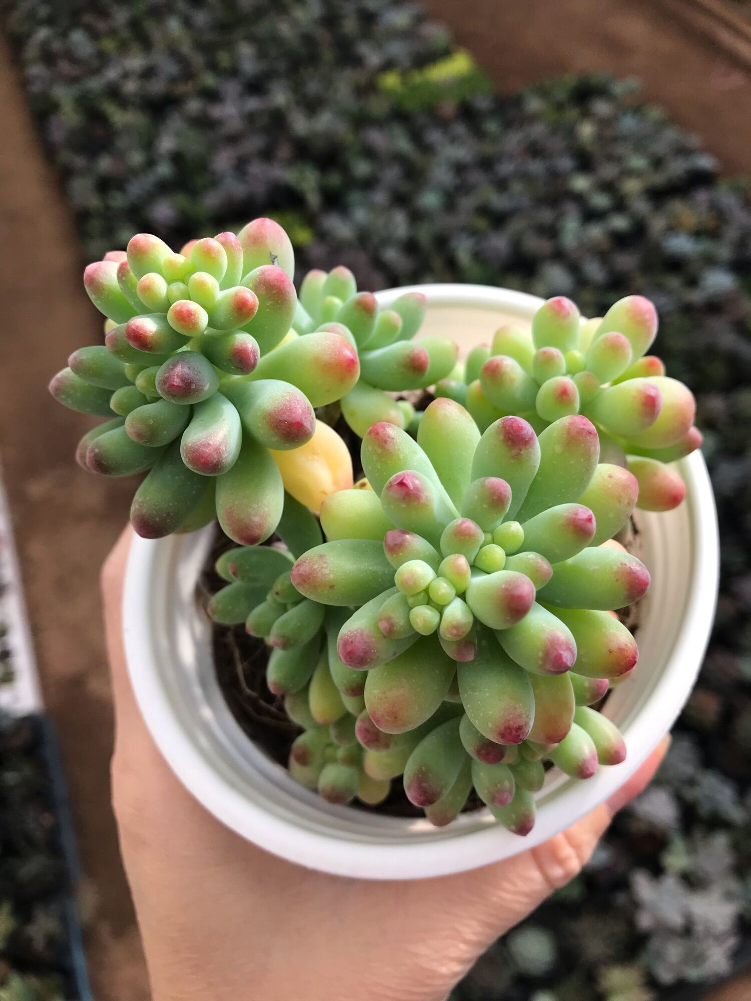 Sen đá ngọc mỹ cute size trung