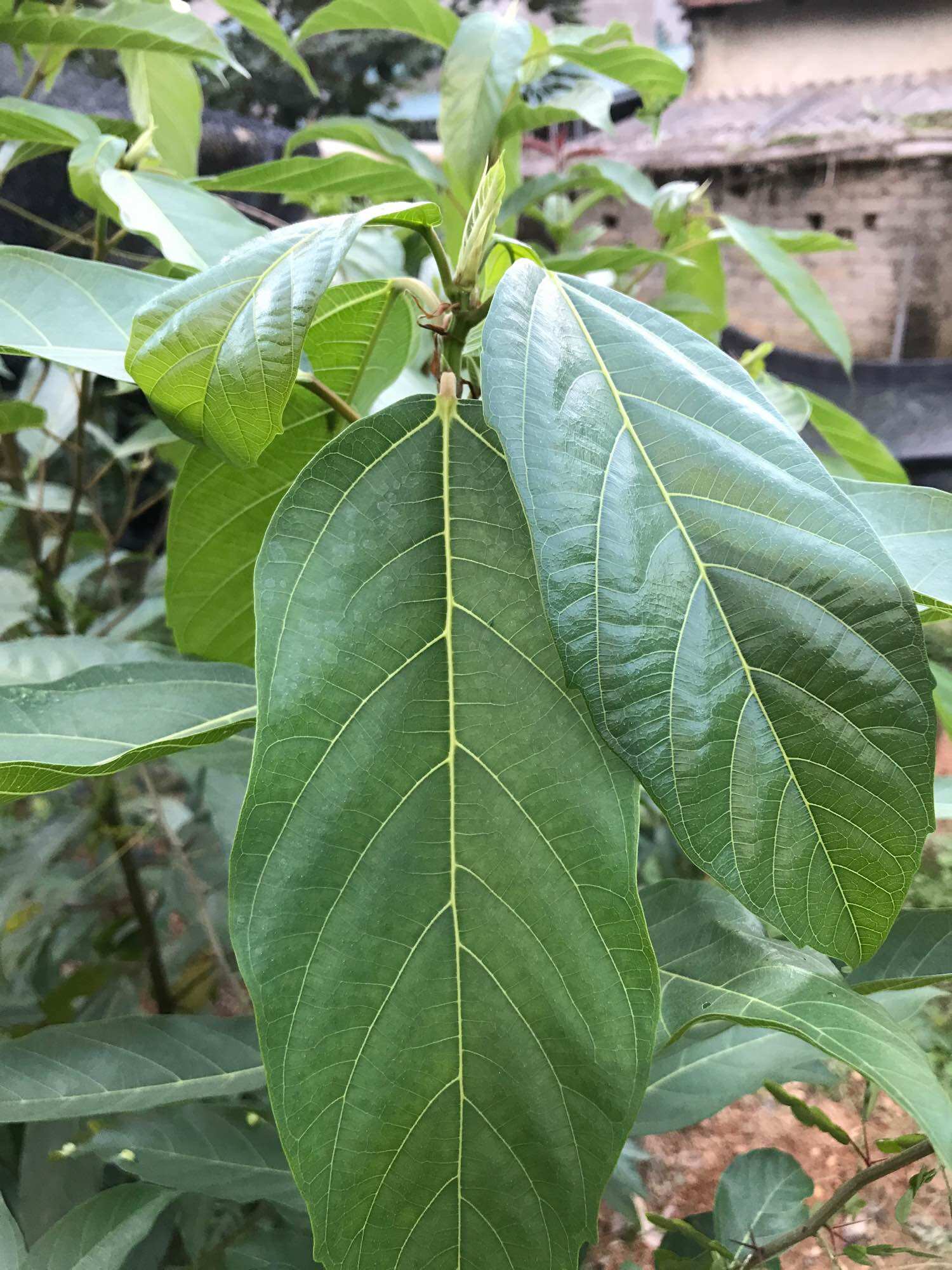 Cây sung nhỏ cao 25cm
