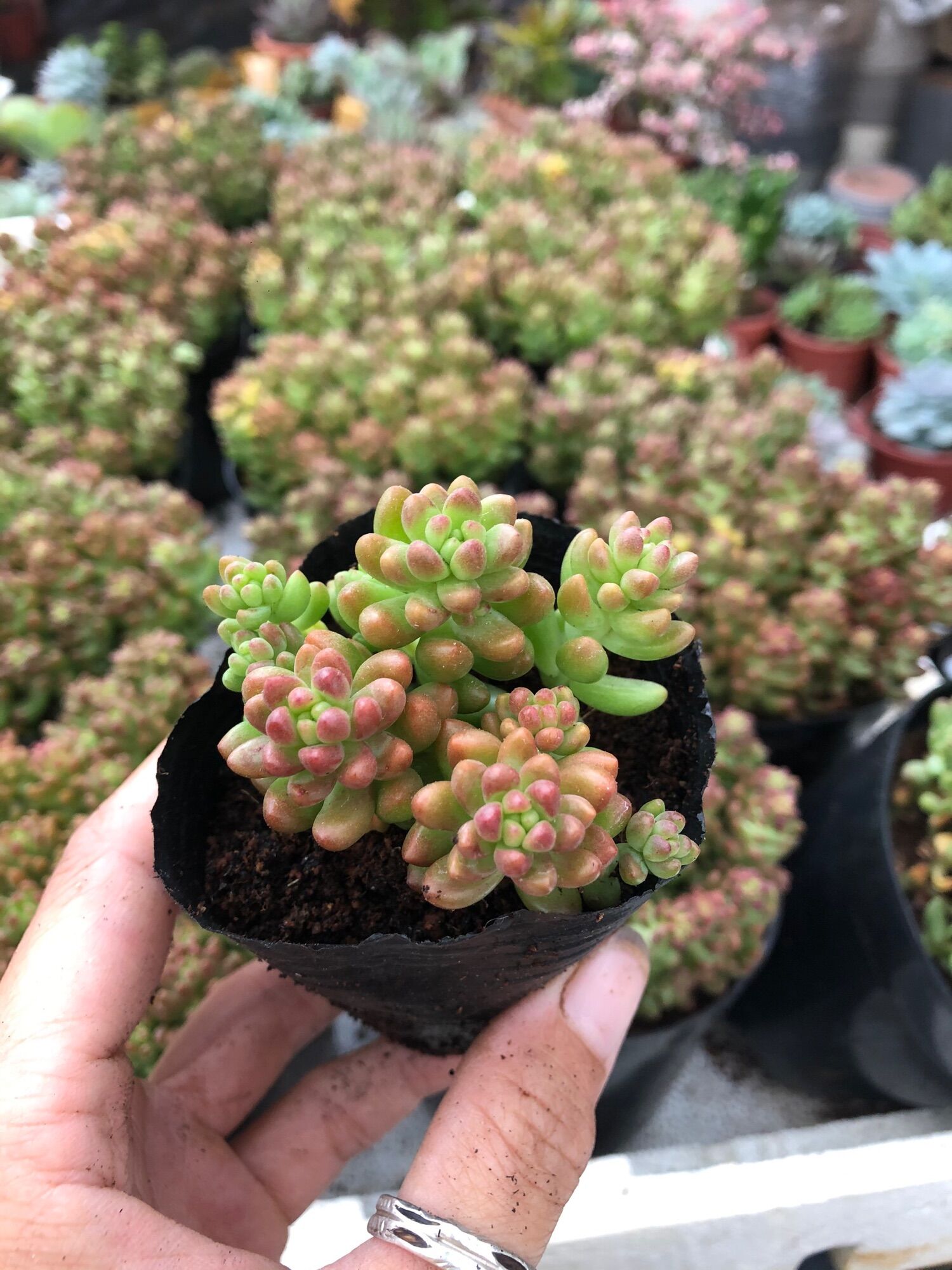 Sen đá Sedum Aurora
