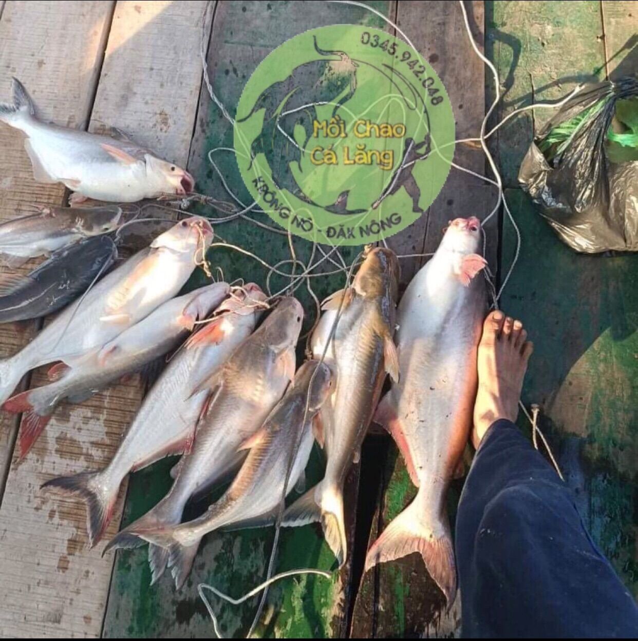 MỒI CÂU CÁ LĂNG CÁ DA TRƠN SIÊU NHẠY HỦ 500G