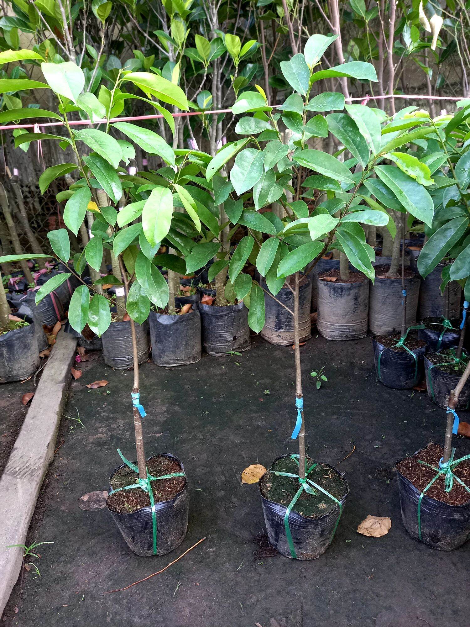 cây mãng cầu miền tây quả to.