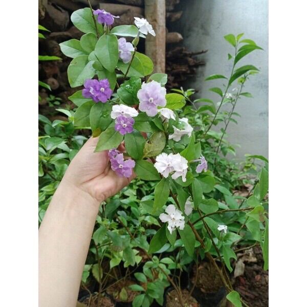 Cây hoa nhài nhật(cây giống)