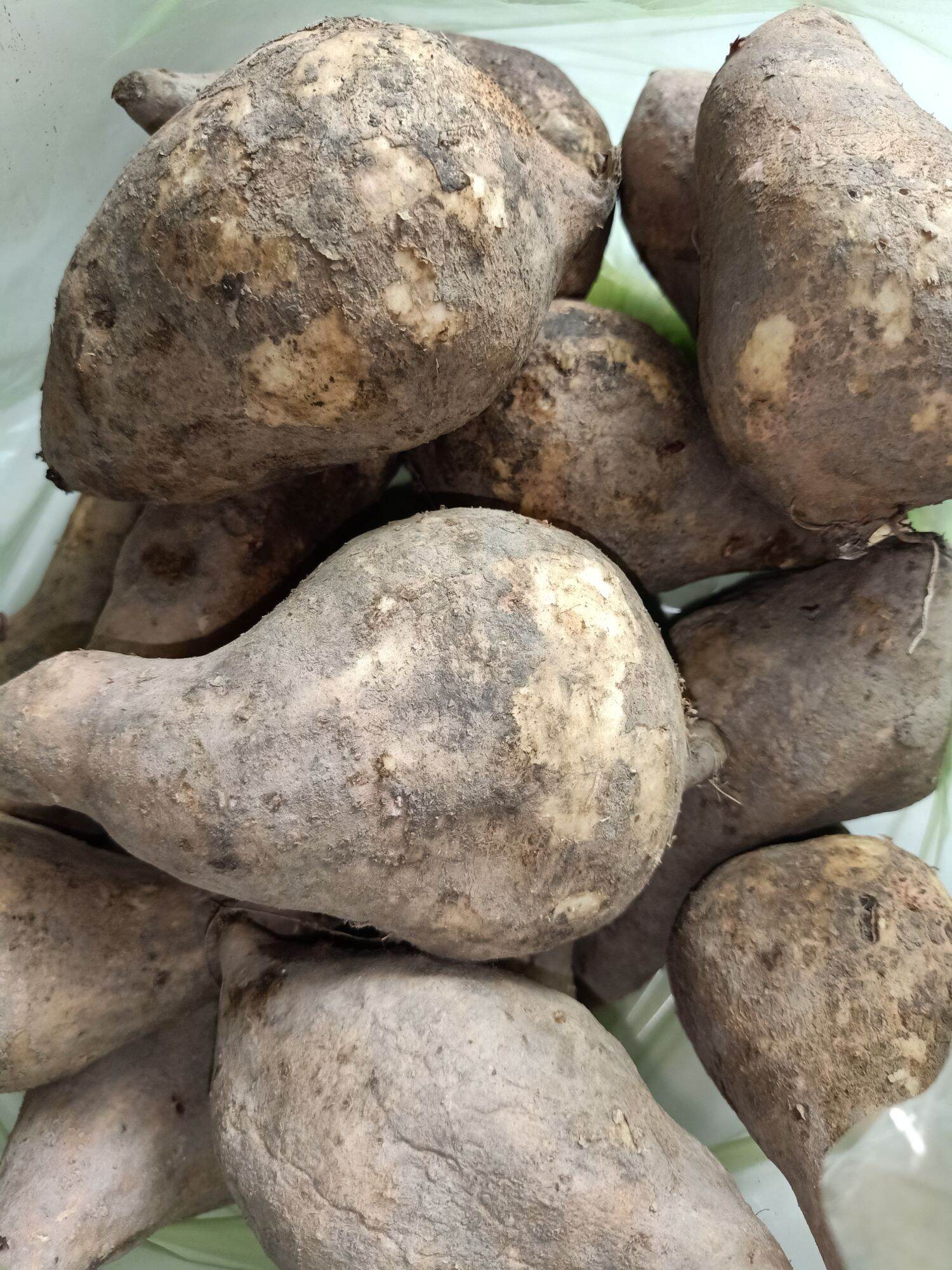 Khoai lang sữa ú nu mới nhổ-2Kg