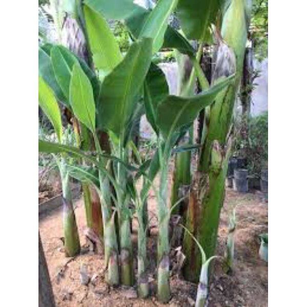 cây giống chuối sứ việt nam