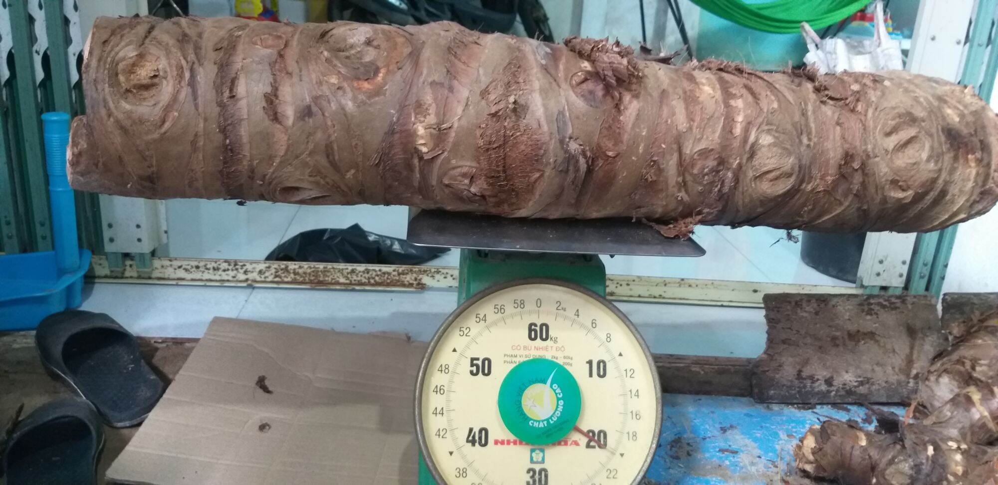 Củ Bạc Hà Núi trị ung thư( củ mọc tự nhiên trên núi Cấm linh thiêng) 10kg trị ung thư