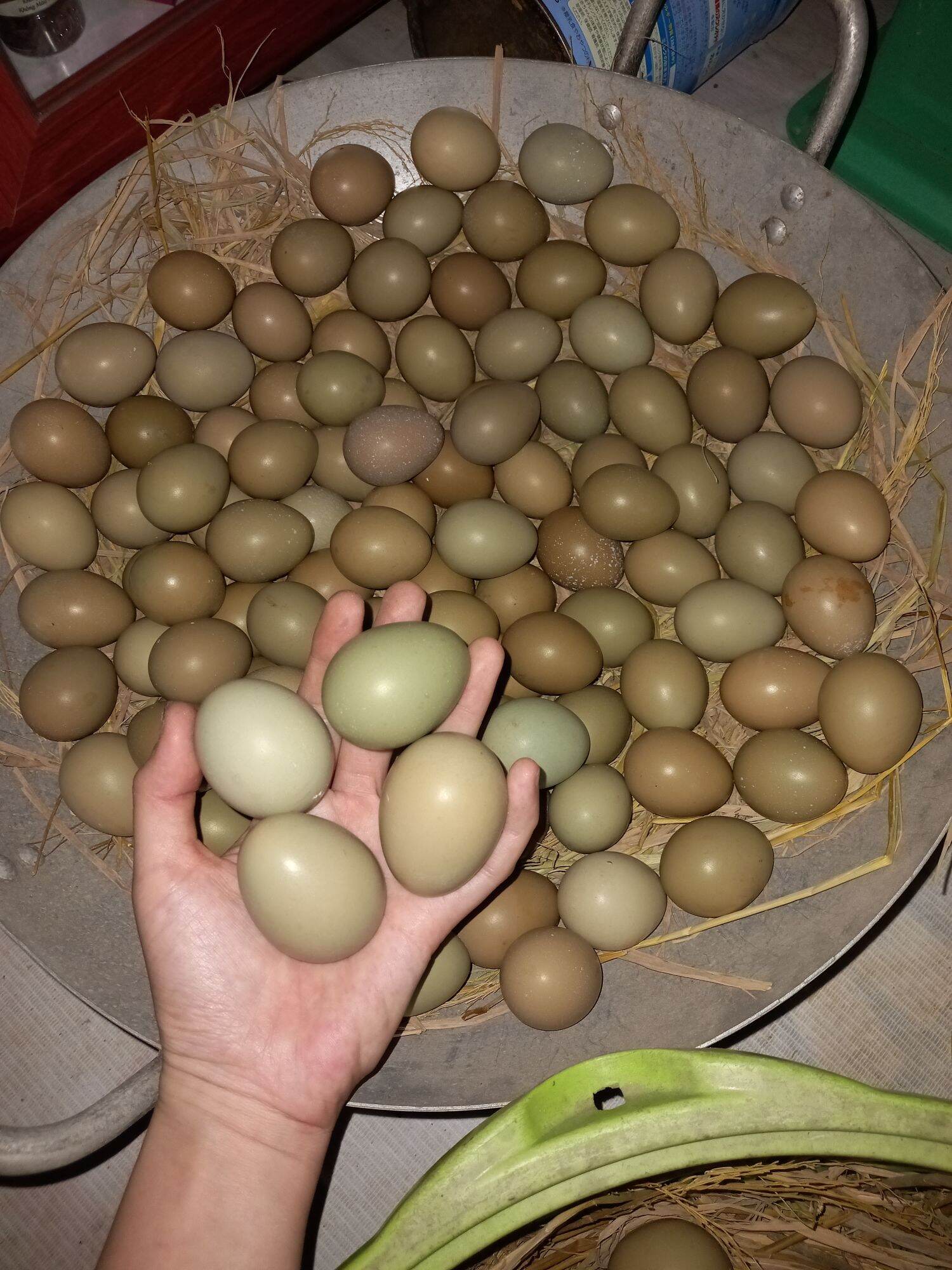 Trứng chim trĩ ăn không qua máy ấp