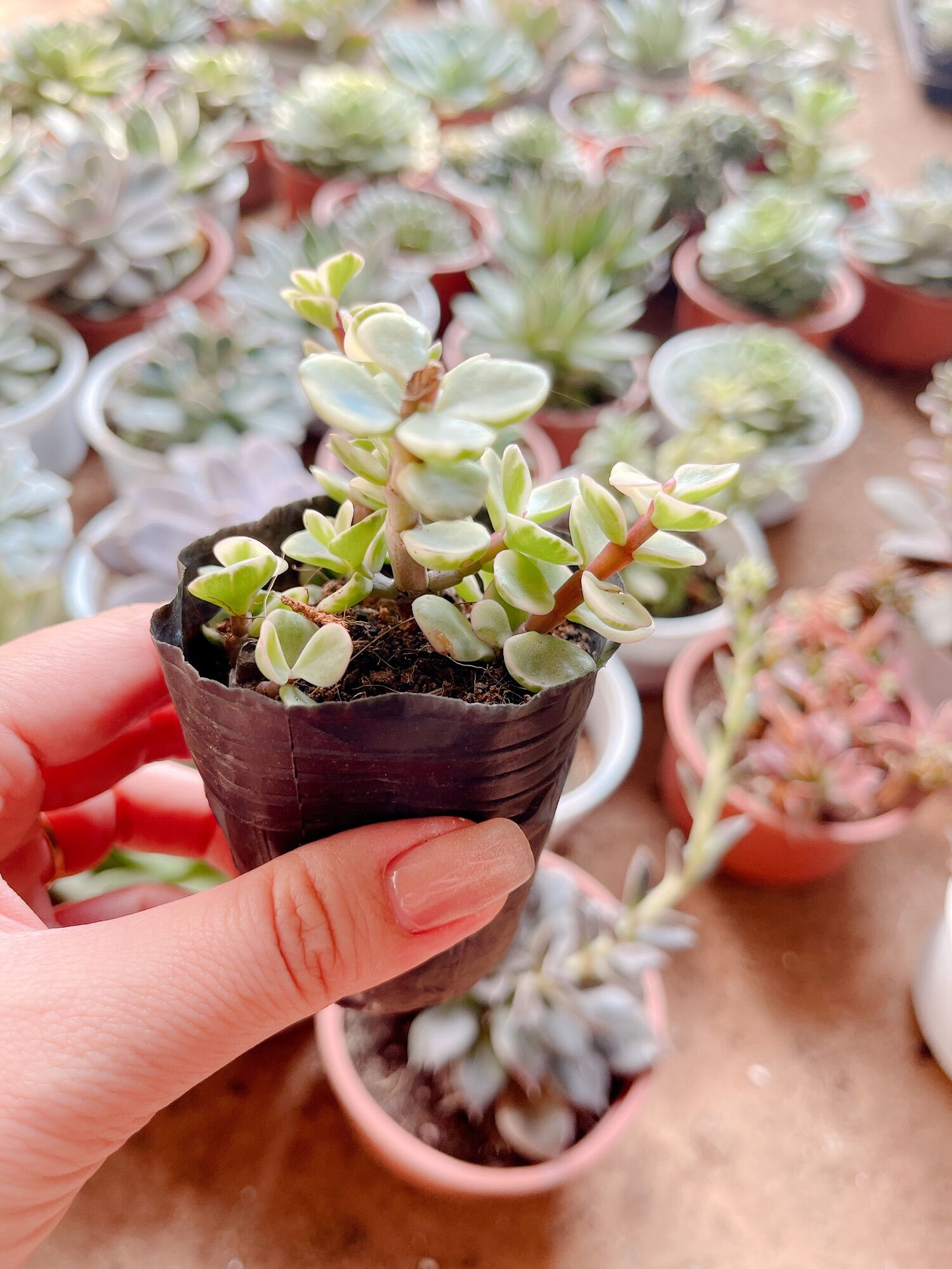 Sen đá đô la size bầu 3-5 cm xuất vườn đà Lạt