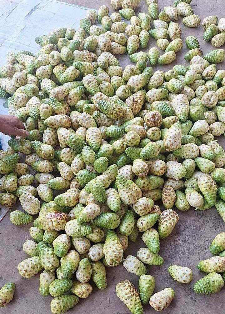 trái nhàu ngâm đường phèn 2kg