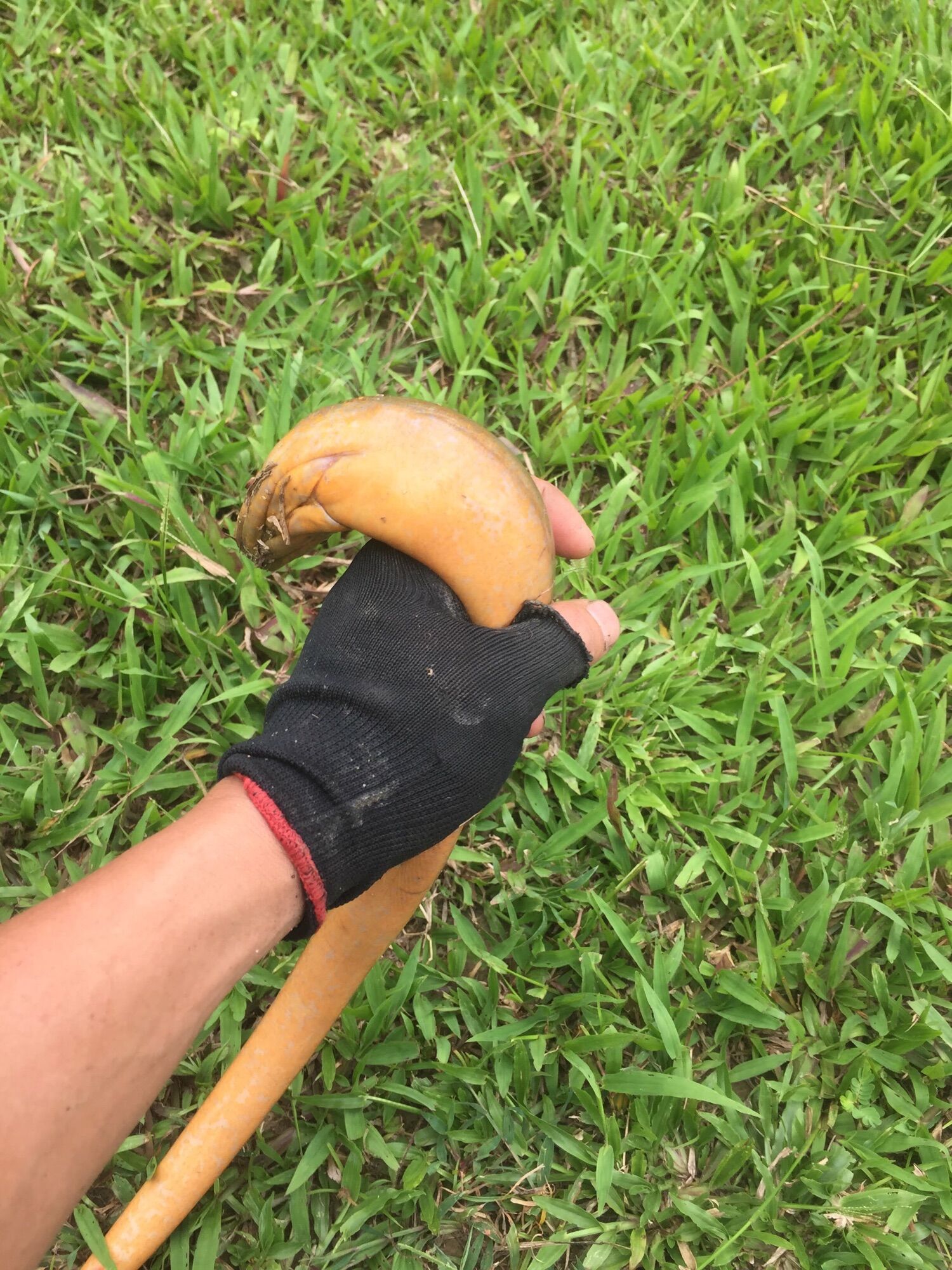 Lưỡi câu lươn, bộ 3 cỡ Nhỏ, Trung, To