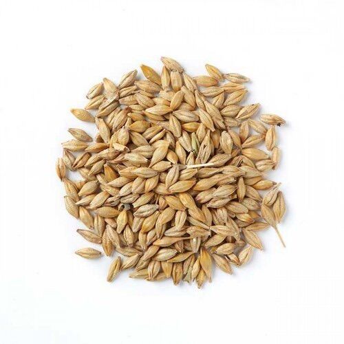 2kg hạt Lúa Mạch/Đại Mạch nguyên vỏ (Barley Seed/Raw Barley) đa công dụng.