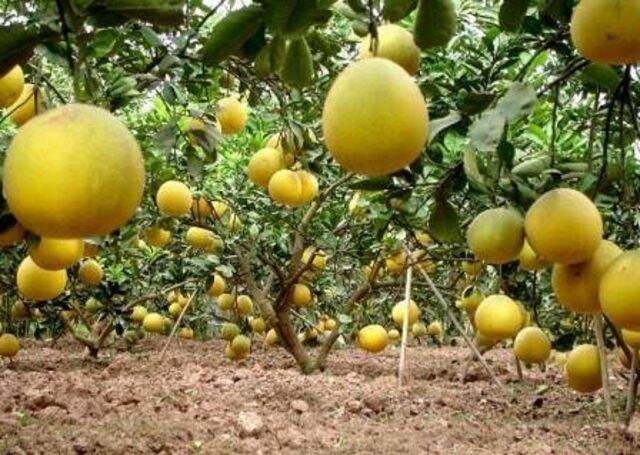 CÂY GIỐNG BƯỞI LÙN TỨ XUYÊN