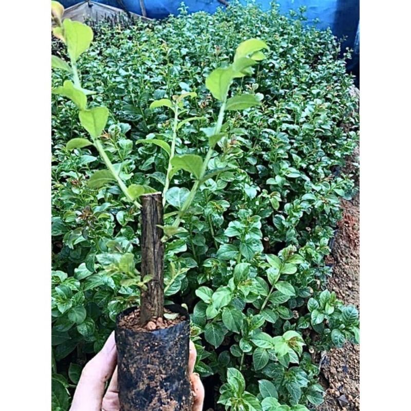 Cây giống hoa tường vy