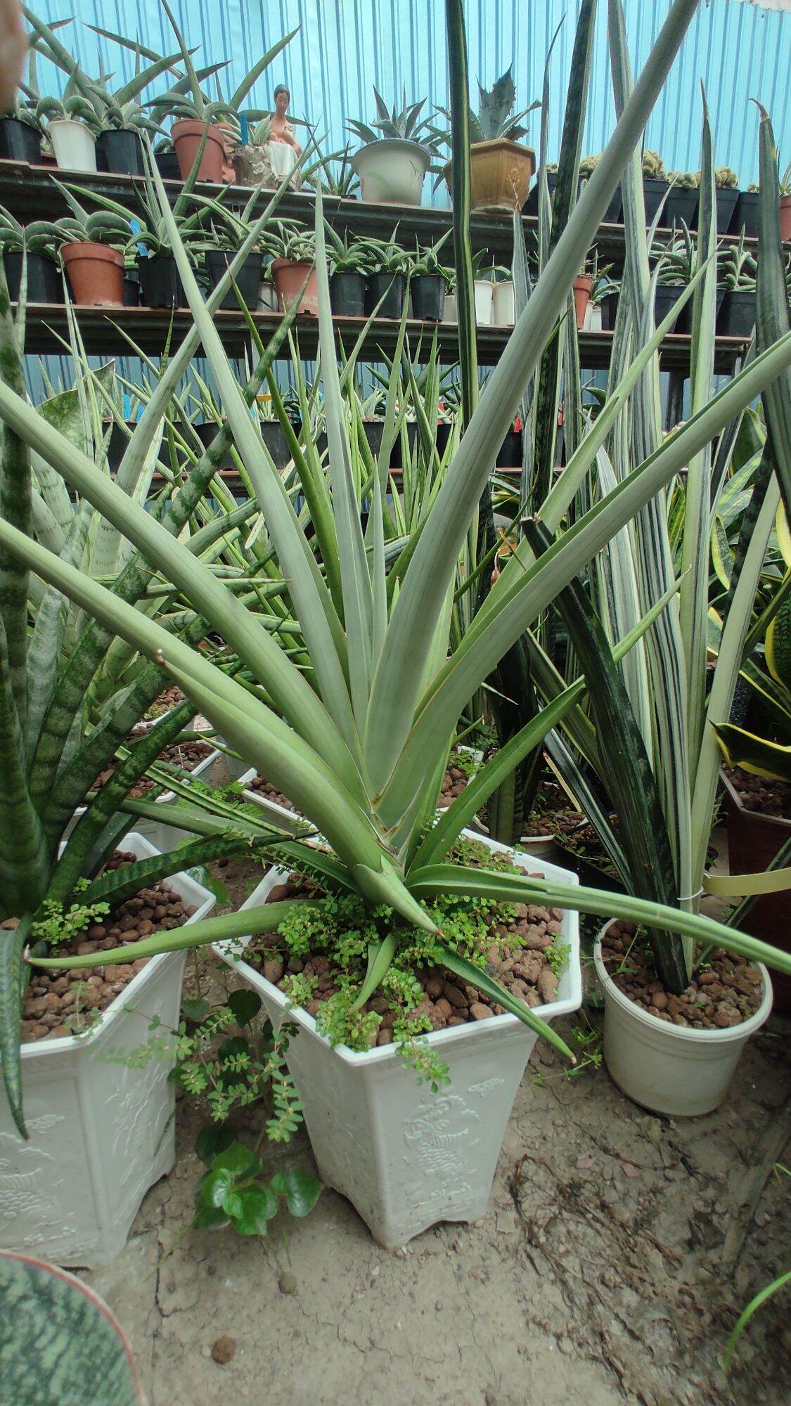 Cây lưỡi hổ lai giống hiếm - Sansevieria Hybrid "Platinum Queen"
