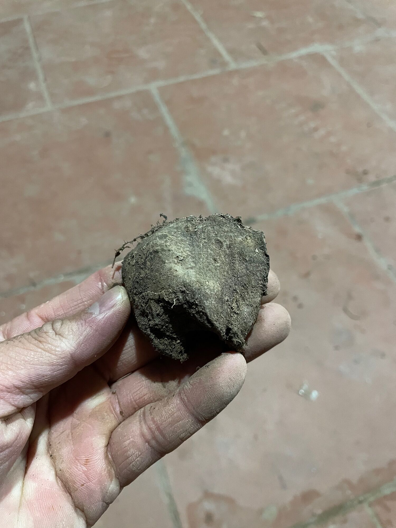 Dương xỉ king fern (thân giống)