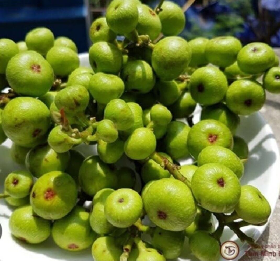 Quả sung ngâm chua ngọt (hủ 500gr)